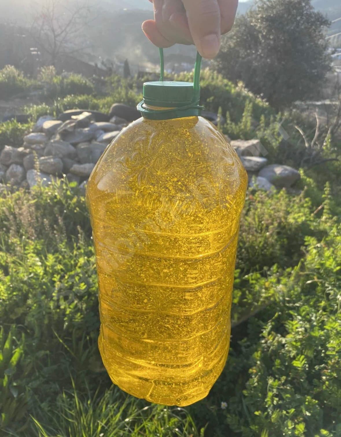 Ayvalık Naturel Sızma Zeytinyağı — 2025/26 Yeni Hasat, 5 L Teneke